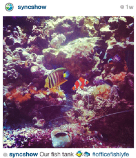 FishtankInstagram resized 600