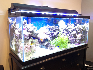 SyncShow Fish Tank